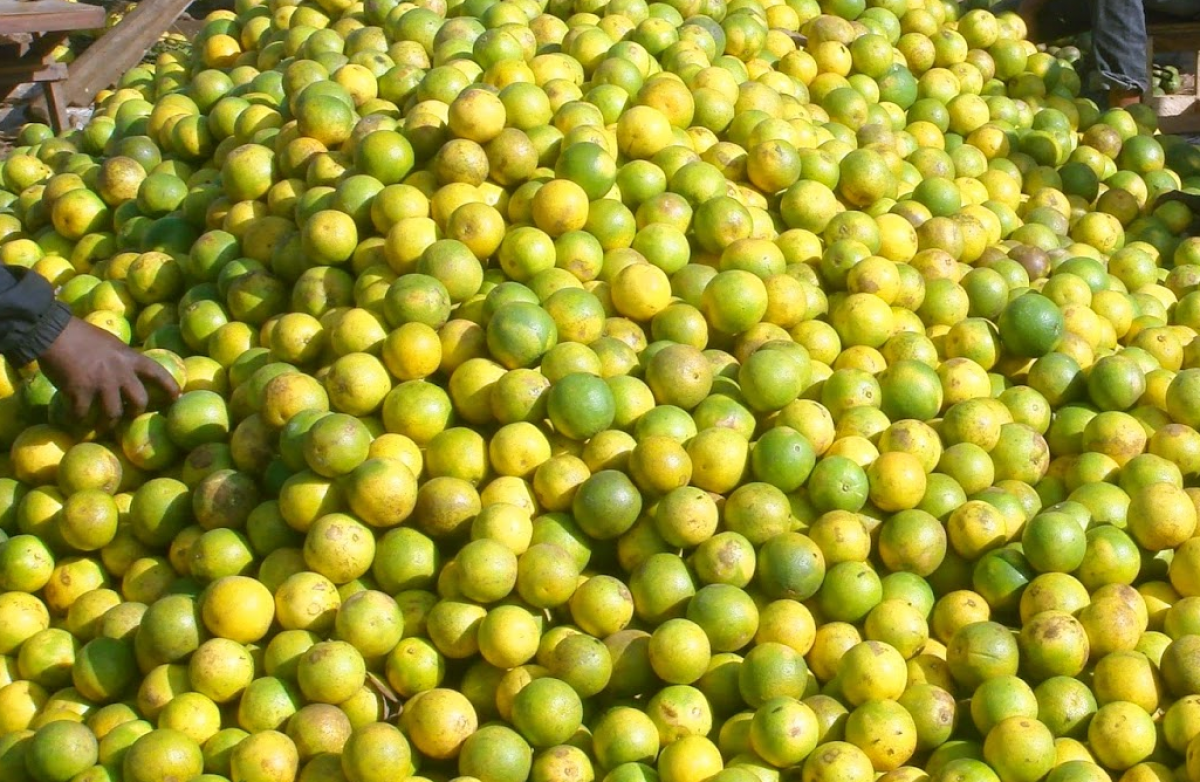 Fresh Early Valencia oranges from Tanzania